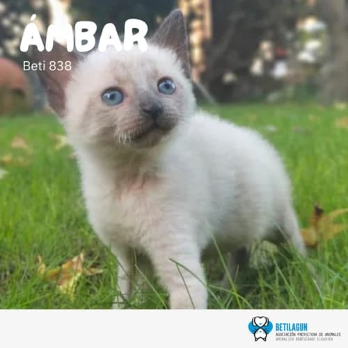 Ámbar – en preadopción, Mixed Breed (Betilagun)
