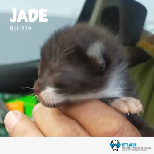 Jade, Mixed Breed (Betilagun)