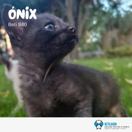 Ónix – en preadopción, Mixed Breed (Betilagun)