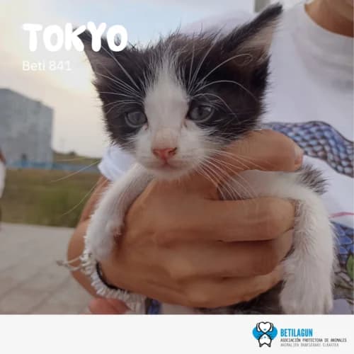 Tokyo, Mixed Breed (Betilagun)