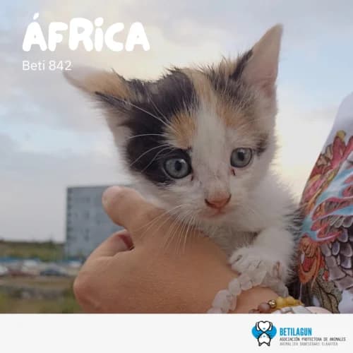 África –, Mixed Breed (Betilagun)