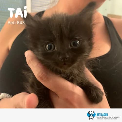 Tai –, Mixed Breed (Betilagun)