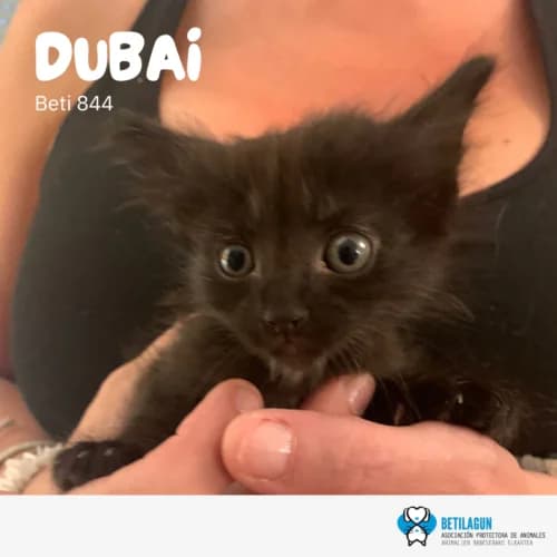 Dubai –, Mixed Breed (Betilagun)