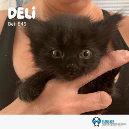 Deli, Mixed Breed (Betilagun)