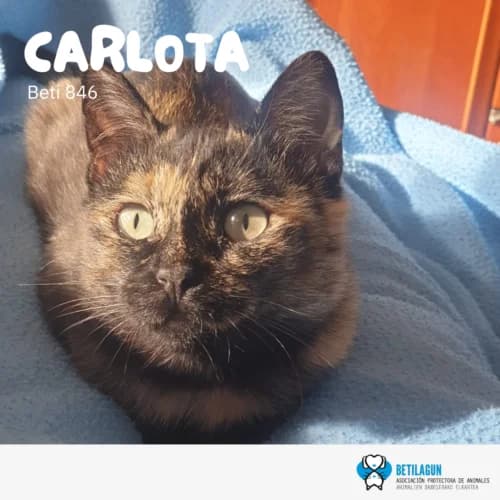 Carlota –, Mixed Breed (Betilagun)