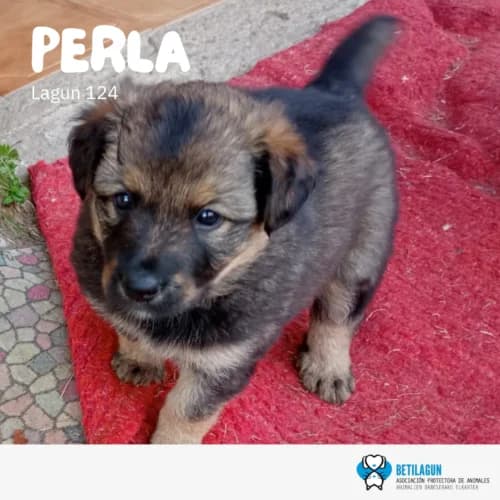 Perla – en preadopción, Mixed Breed (Betilagun)