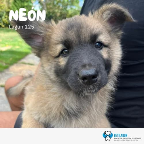 Neón, Mixed Breed (Betilagun)