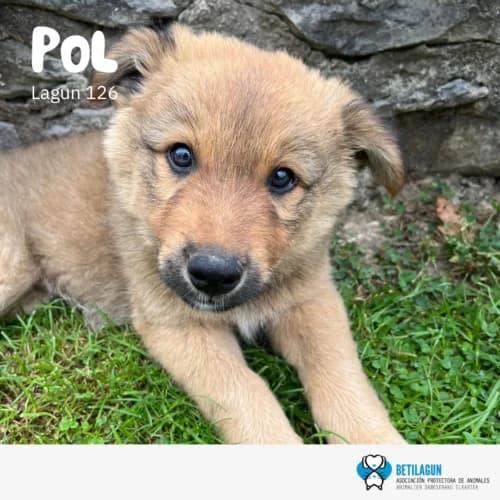 Pol – en preadopción, Mixed Breed (Betilagun)