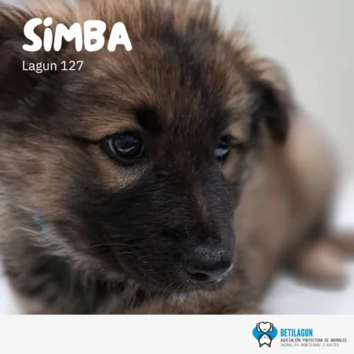Simba – en preadopción, Mixed Breed (Betilagun)