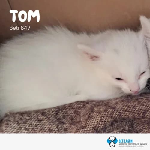 Tom, Mixed Breed (Betilagun)