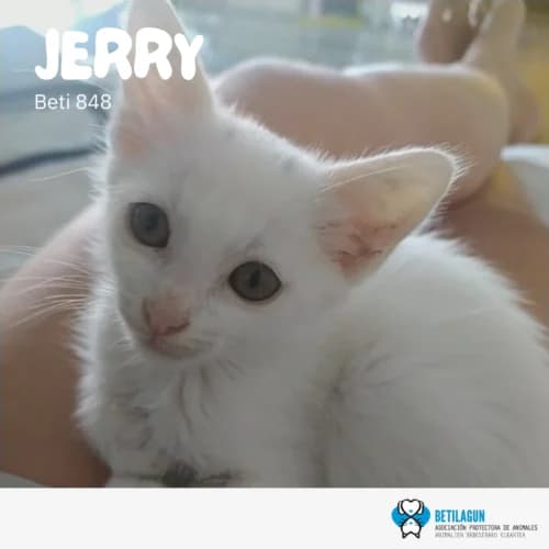 Jerry, Mixed Breed (Betilagun)