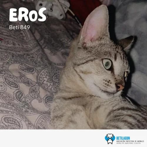 Eros –, Mixed Breed (Betilagun)