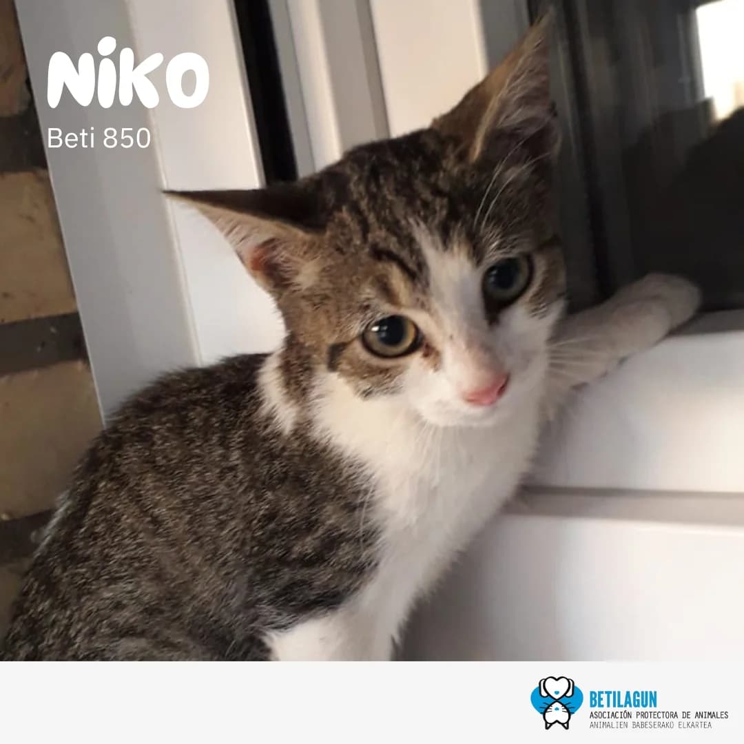 Niko –, Mixed Breed (Betilagun)