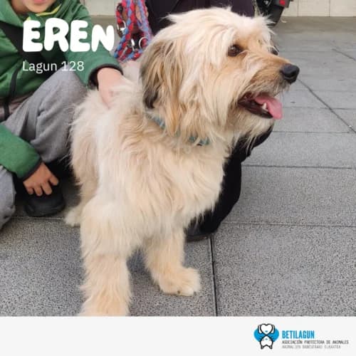 Eren – en preadopción, Mixed Breed (Betilagun)