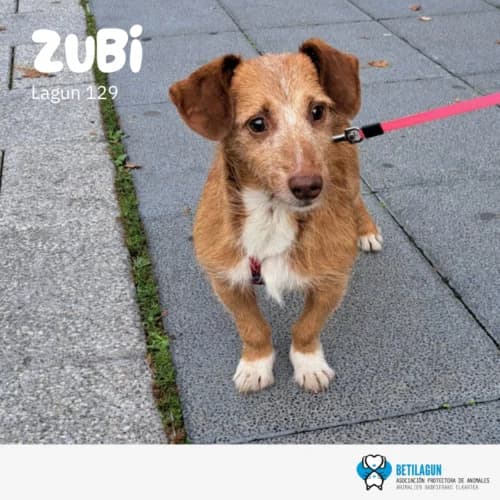 Zubi – en preadopción, Mixed Breed (Betilagun)