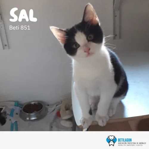 Sal, Mixed Breed (Betilagun)