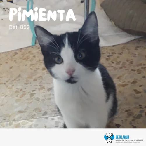 Pimienta – en preadopción, Mixed Breed (Betilagun)