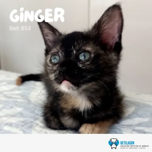 Ginger, Mixed Breed (Betilagun)