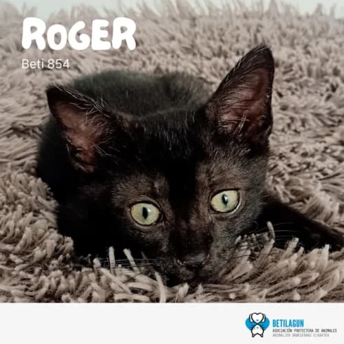 Roger, Mixed Breed (Betilagun)