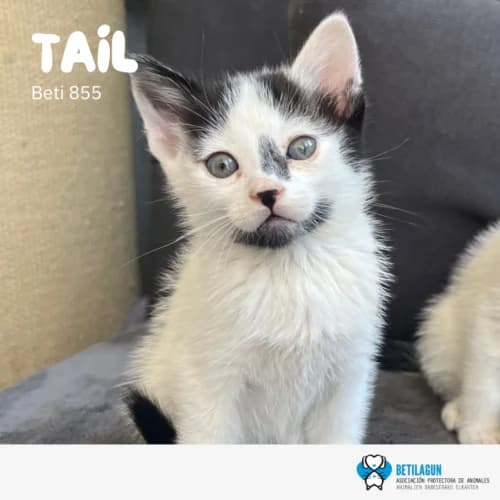 Tail – en preadopción, Mixed Breed (Betilagun)