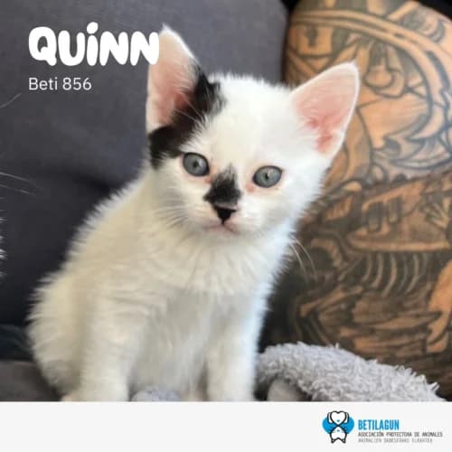 Quinn –, Mixed Breed (Betilagun)