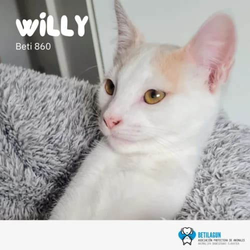 Willy – en preadopción, Mixed Breed (Betilagun)