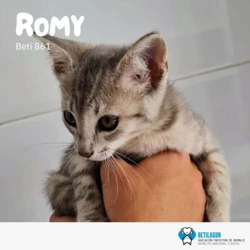 Romy, Mixed Breed (Betilagun)