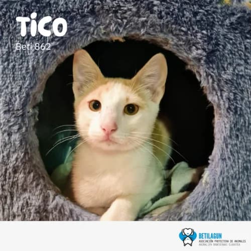 Tico –, Mixed Breed (Betilagun)