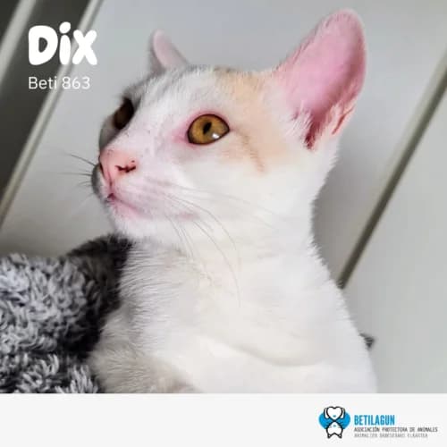 Dix – en preadopción, Mixed Breed (Betilagun)