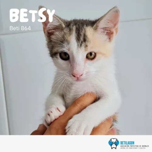 Betsy, Mixed Breed (Betilagun)