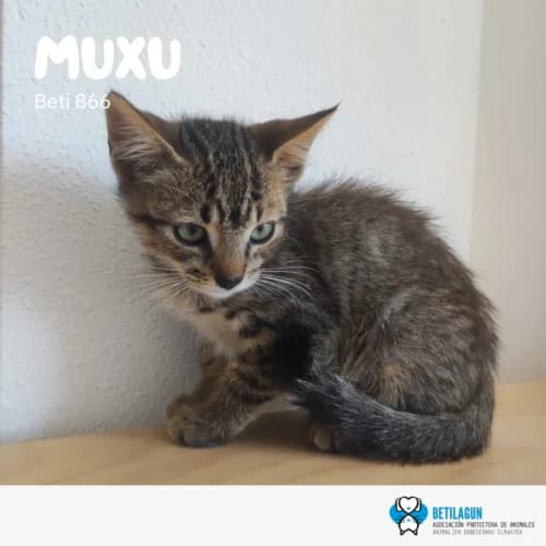 Muxu, Mixed Breed (Betilagun)