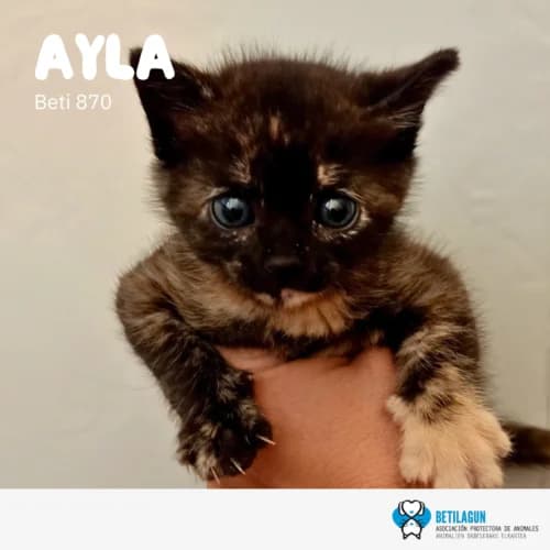 Ayla, Mixed Breed (Betilagun)