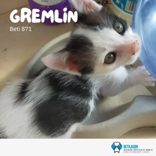 Gremlin, Mixed Breed (Betilagun)