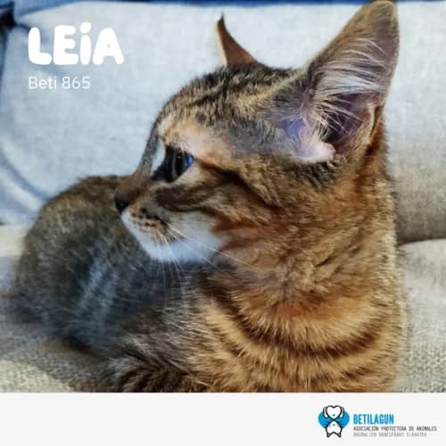 Leia –, Mixed Breed (Betilagun)