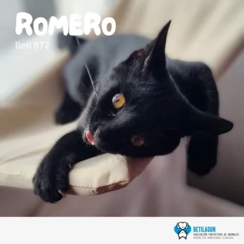 Romero, Mixed Breed (Betilagun)