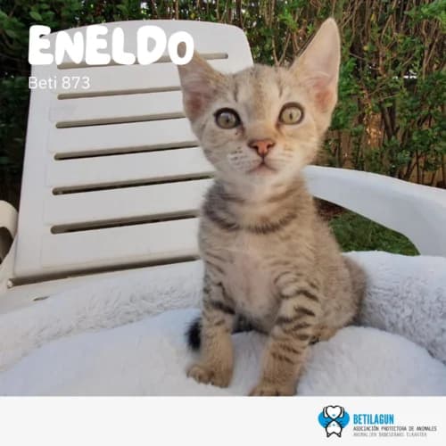 Eneldo, Mixed Breed (Betilagun)