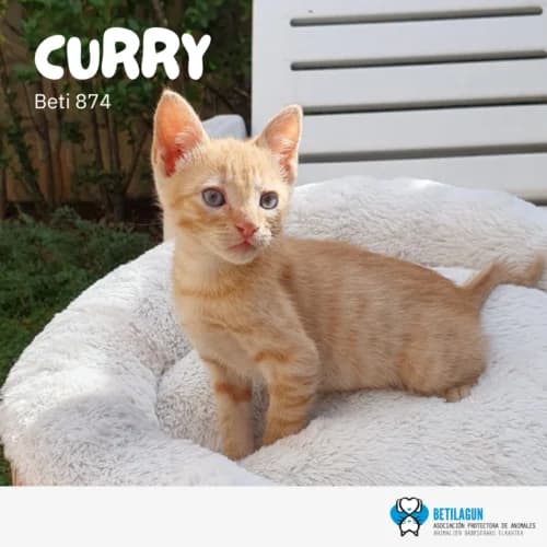 Curry, Mixed Breed (Betilagun)