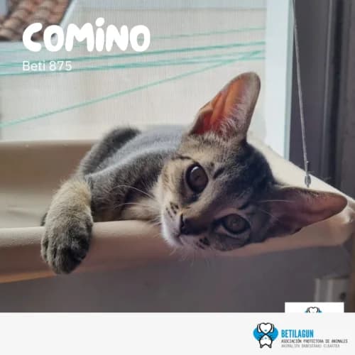 Comino – en preadopción, Mixed Breed (Betilagun)