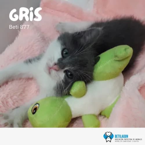 Gris – en preadopción, Mixed Breed (Betilagun)