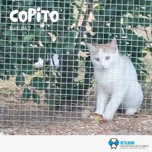 Copito – en preadopción, Mixed Breed (Betilagun)