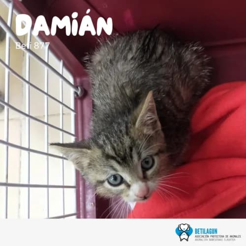 Damián –, Mixed Breed (Betilagun)