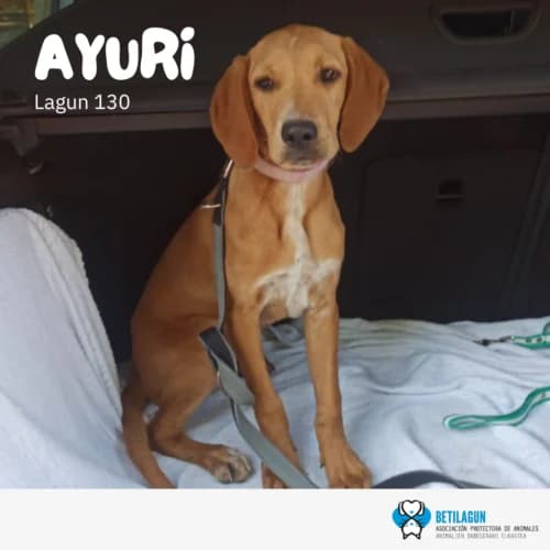Ayuri, Mixed Breed (Betilagun)