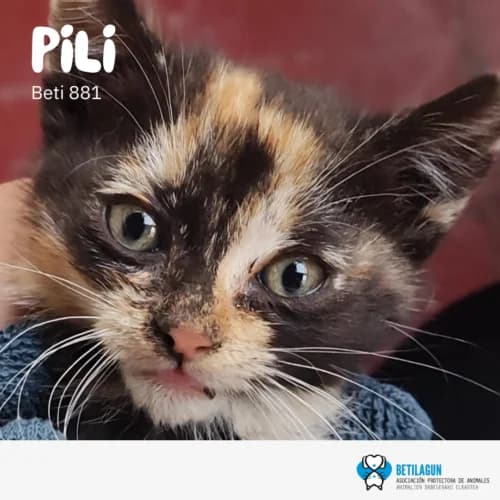 Pili –, Mixed Breed (Betilagun)