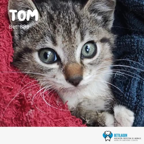 Tom – en preadopción, Mixed Breed (Betilagun)