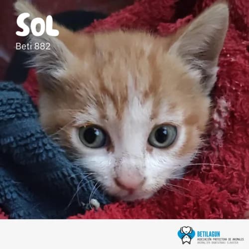 Sol – en preadopción, Mixed Breed (Betilagun)