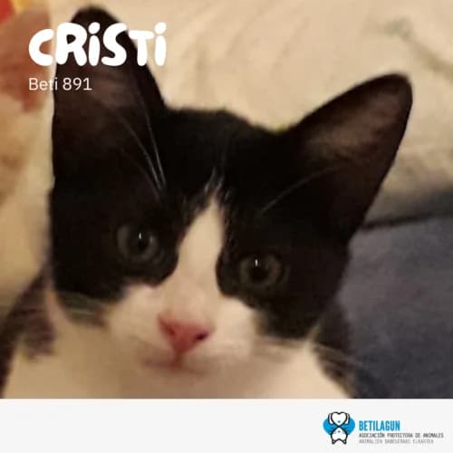Cristi, Mixed Breed (Betilagun)