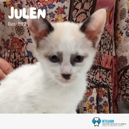 Julen –, Mixed Breed (Betilagun)