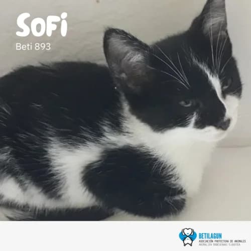 Sofi, Mixed Breed (Betilagun)