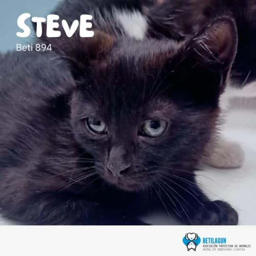 Steve, Mixed Breed (Betilagun)