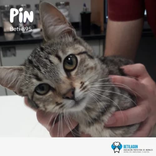 Pin, Mixed Breed (Betilagun)